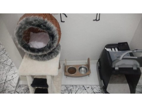 Scottish fold gecemiz yeni evini arıyor