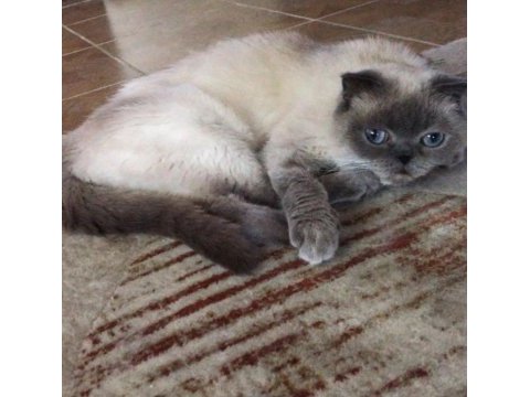 Burada çok güzel bir scottish fold var