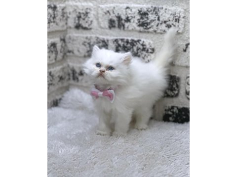 Mükemmel kalite ırk garantili iran chinchilla yavrumuz