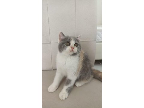 British shorthair kedimizi sahiplendirme