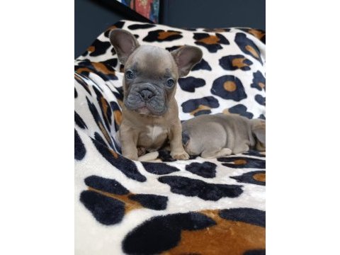 %100 ırk garantili fransız bulldog yavruları