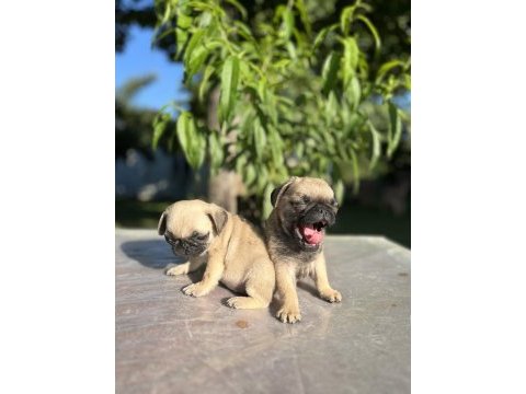 Kalite isteyen pug