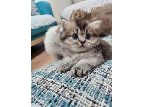 Scottish fold yavrularımızı sahiplendiriyoruz