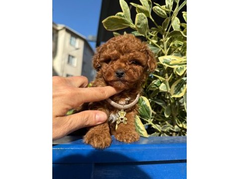 Toy poodle ırk ve sağlık garantili