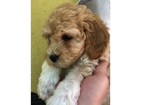 Apricot - red - dark red toy poodle
