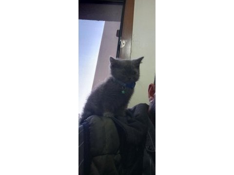 65 günlük british shorthair yavru