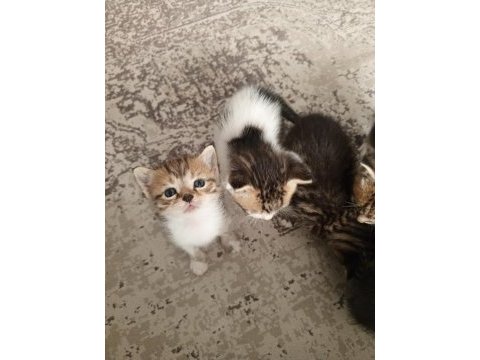 Ücretsiz sahiplendirme kediler