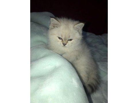 Kadi dünyası british shorthair