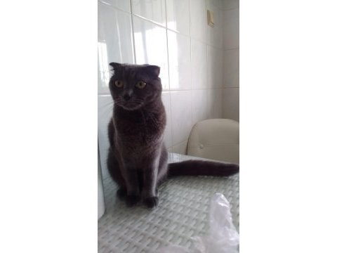 1 yaşında dişi scottish fold