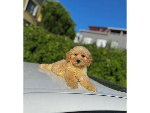 Maltipoo yavrular