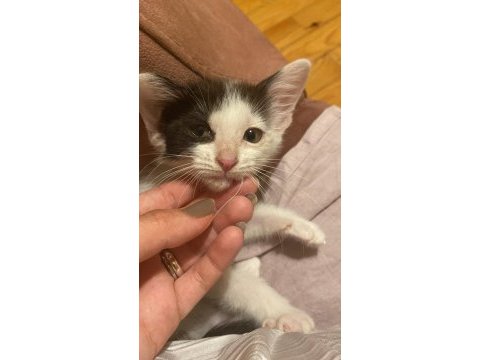 Acil annesi terk eden yavru kedimize yuva olur musunuz?