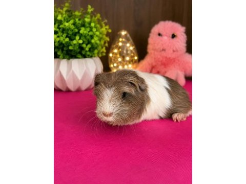 Guinea pig yavru