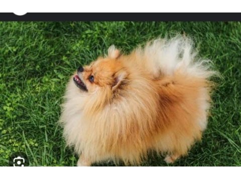 8 aylık erkek pomeranian tüm aşıları yapılmıştır