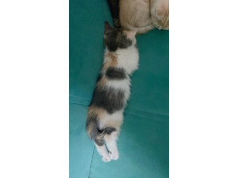 Kayseri içi sahiplendirme kedimiz