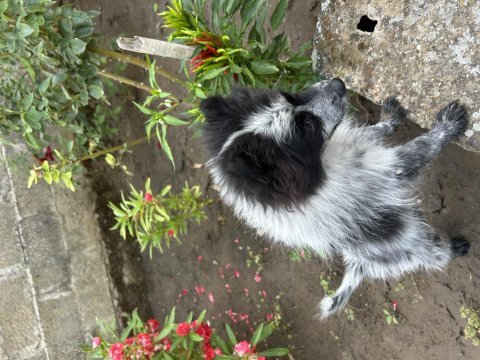 Yavru spitz