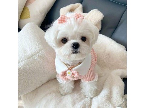 Bulut gibi bembeyaz köpeklerimiz sahiplerini bekliyor