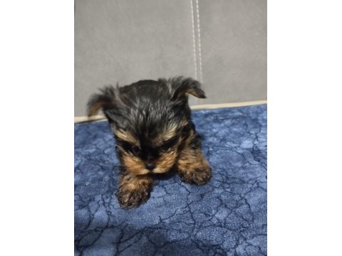 Yorkshire terrier yavrular a kalite
