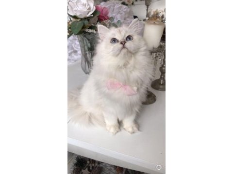 Beyaz british longhair