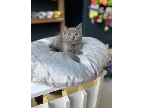 Uygunu ve güzeli olsun diyenlere british shorthair