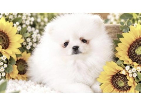Pomeranian boo köpeği