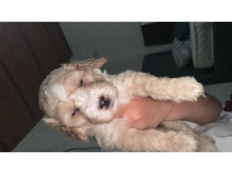 Harika maltipoo yavruları