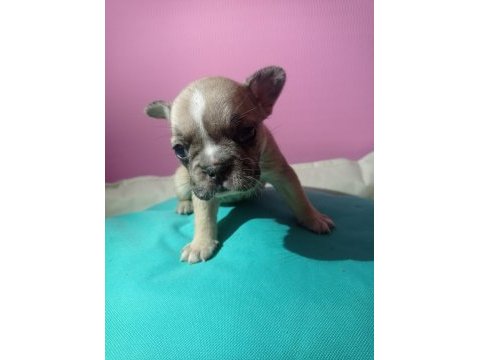 Tatlı, sağlık ve ırk garantili french bulldog yavruları