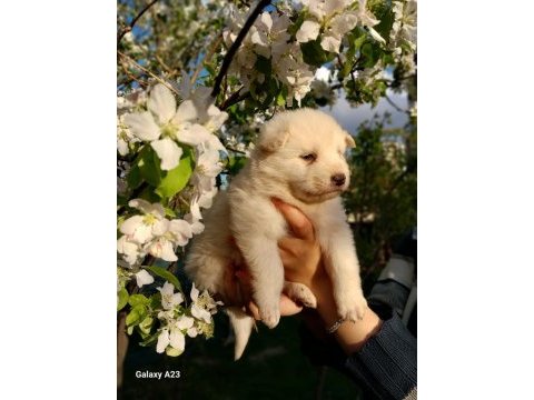 Bir-birinden güzel rus samoyed yavrular