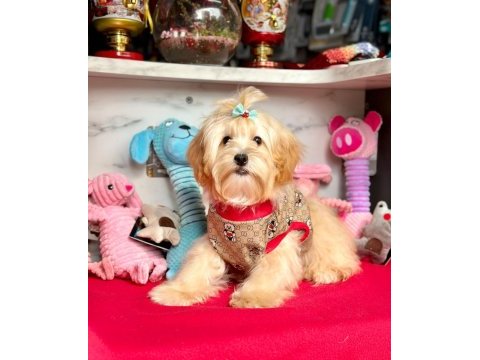 Kaliteli maltipoo