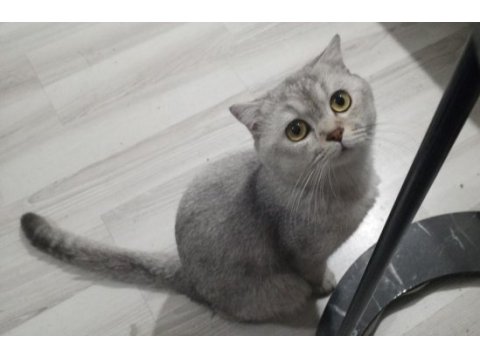 Scottish fold erkek