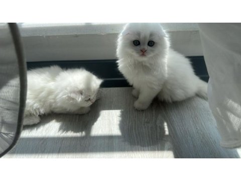 Show kalite british longhair yavrular