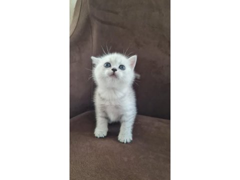 British shorthair silver yavrularımız
