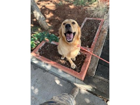 Golden retriever köpeğimiz ücretsiz sahiplendirilecektir