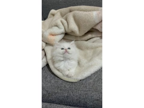Lekesiz white british longhair