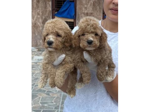 Minyatür poodle yavrularımız 