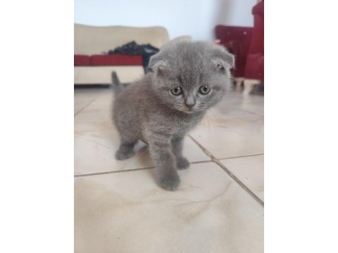 8 yavru kedim oldu acil sahiplendirilecek