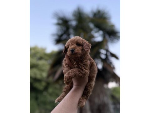 Redbrown maltipoo 