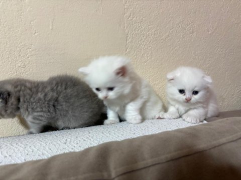 British shorthair yavrularımız