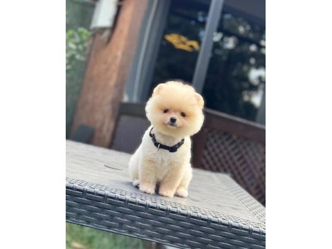 Yavru pomeranian boolarımız