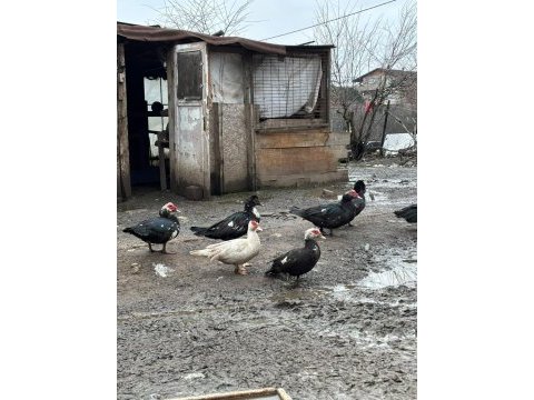 Damızlık amerikan pekin ördeği