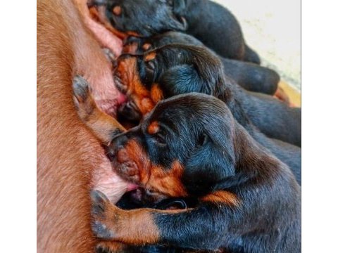 Atletik doberman yavrular