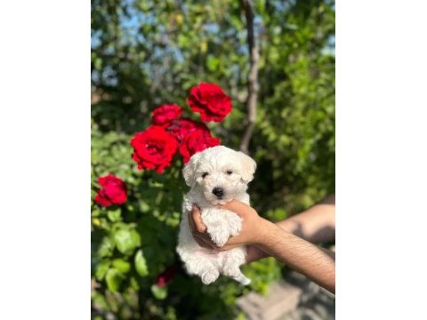 Maltese terrier