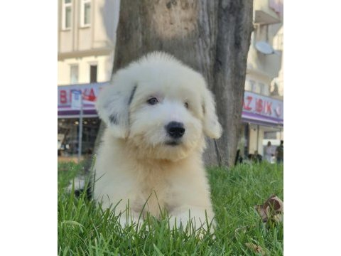 English sheepdog ( bobtaıl) yavrularimiz