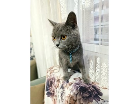 Güzel kızımız yeni yuvasını arıyor british shorthair
