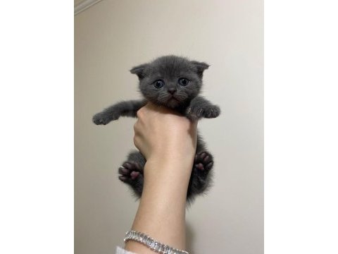 2.5 dişi scottish fold