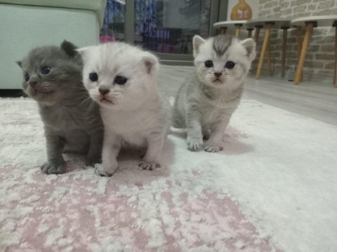 Yavru scottish fold sağlıklı anne sütü ile beslenen yavrular