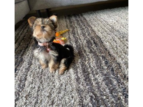 Mini minnak yorkshire terrier bebeklerimiz