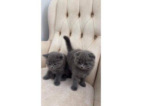 Erkek dişi safkan bebek kediler