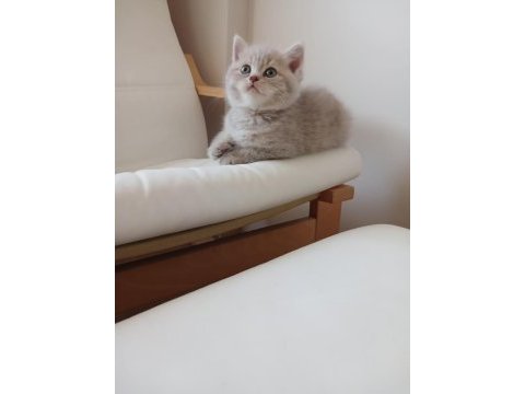 British shorthair 2 aylık dişi