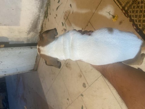 2 adet ömür boyu ırk garantili jack russell