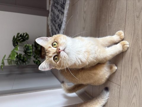 18 aylık ny11 dişi british shorthair yuva arıyor